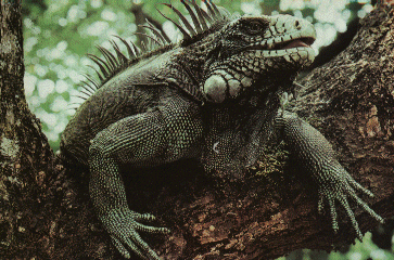 iguana.gif (85840 bytes)
